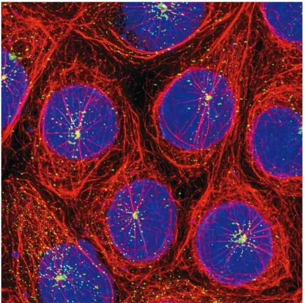 Bestand:Basic-concepts-of-cell-biology 2024-01-26 1.jpeg