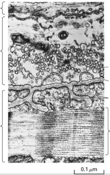 Bestand:Basic-concepts-of-cell-biology 2024-01-26 2.jpeg